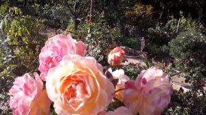 Роза приер де сан косм. 09.09.22