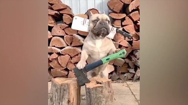 Я РЖАЛ ДО СЛЕЗ // ПРИКОЛЫ С ЖИВОТНЫМИ // КОТЫ СОБАКИ И ПРОЧИЕ смотреть онлайн