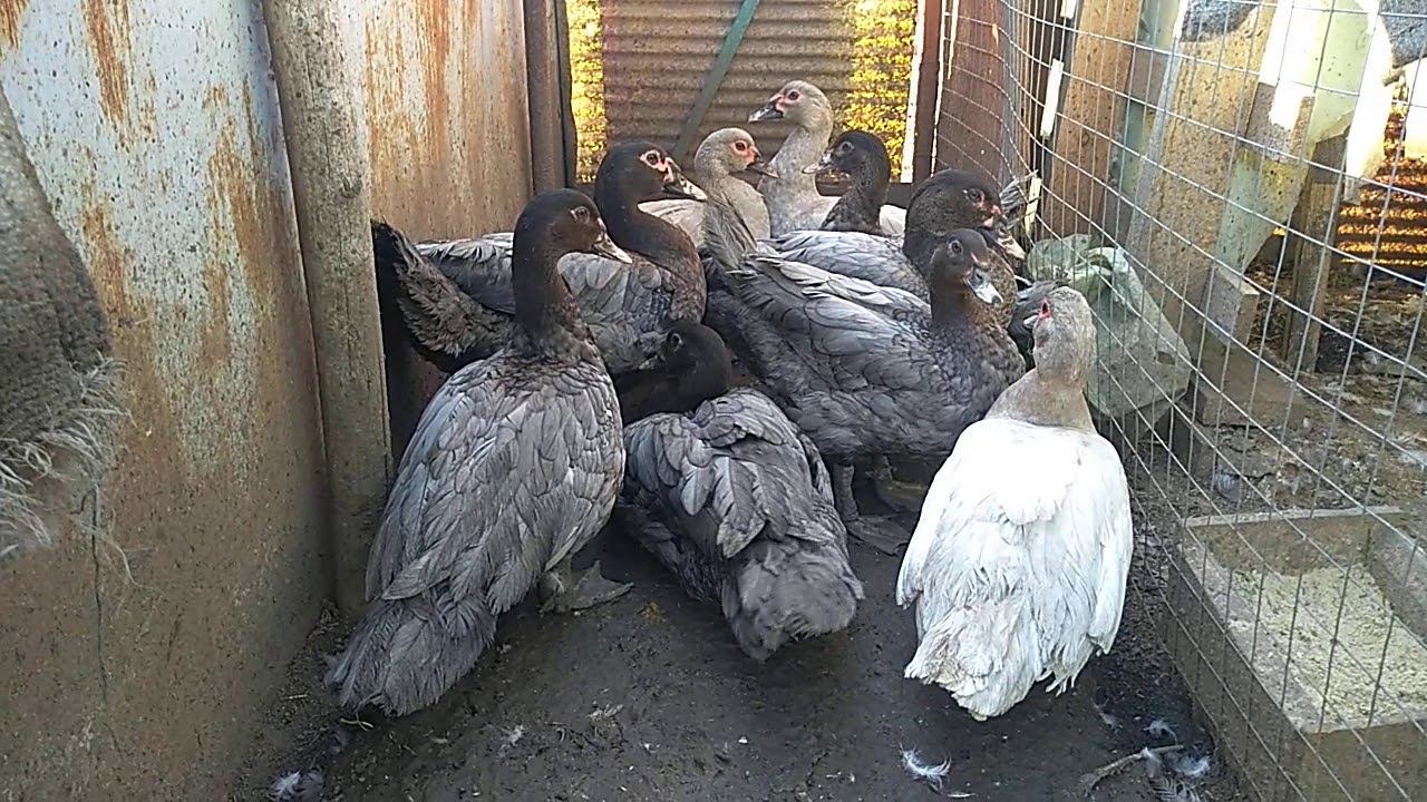 ОБЪЯВЛЕНИЕ! Едем в Краснодар, можем завести вам голубых утят смотреть онлайн