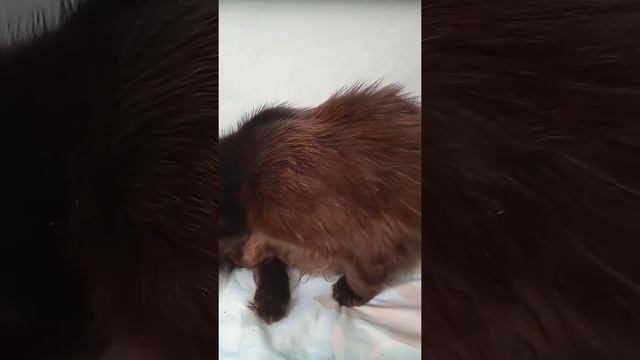 Почему я чувствую себя крепостной. смотреть онлайн
