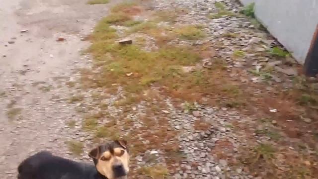 как так можно издеваться над животными? смотреть онлайн