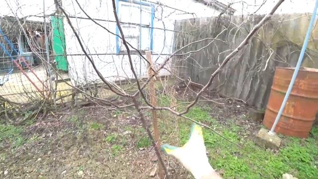 Как обрезать айву двухлетку весной 2022 || Переделываем формировку кроны из куста в один ствол смотреть онлайн