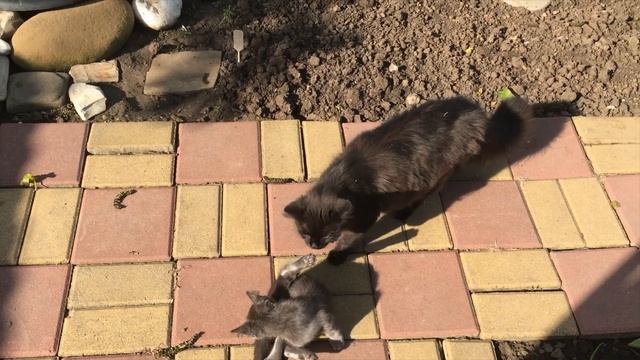 Эпизод №88. Давайте придумаем вместе имя котятам? смотреть онлайн