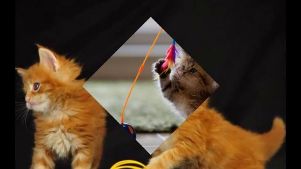 cats play кошки играют
