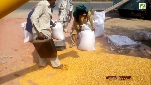 How to Thresh Corn in Pakistan смотреть онлайн
