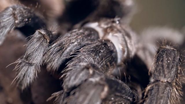 Challenge: watch this video **TARANTULA PHOBIA** How to overcome entomophobia. смотреть онлайн