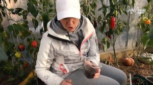 Как вырастить томаты  и другие овощи на подоконнике зимой. Мой мини-сад дома