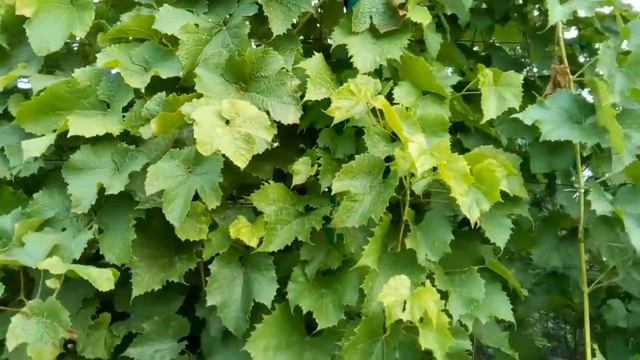 Обзор виноградника часть 9 на 08.08.19 год смотреть онлайн