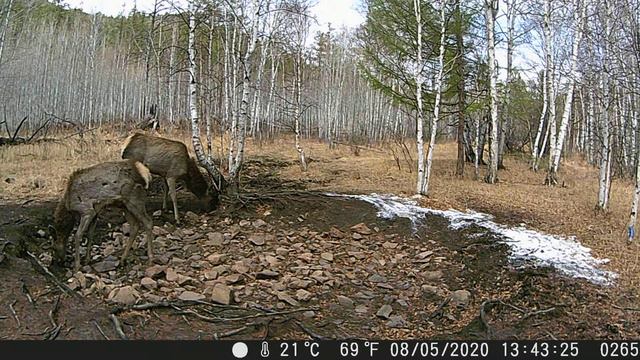 Самка благородного оленя с отпрыском смотреть онлайн