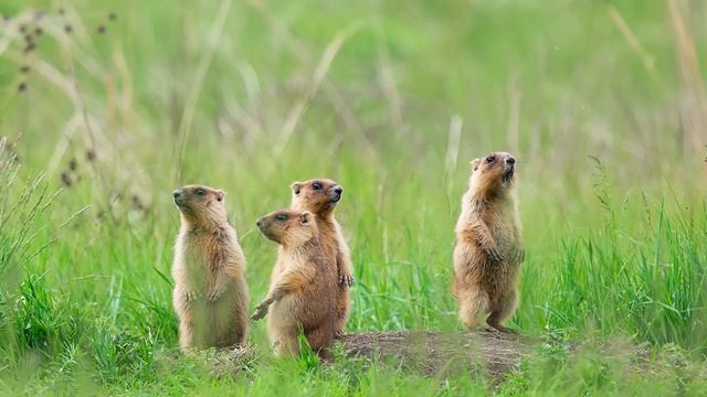 Животные гор смотреть онлайн