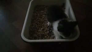 Как котенка научить ходить в лоток. туалет.kittens..#шотландские.#котята.#вислоухие