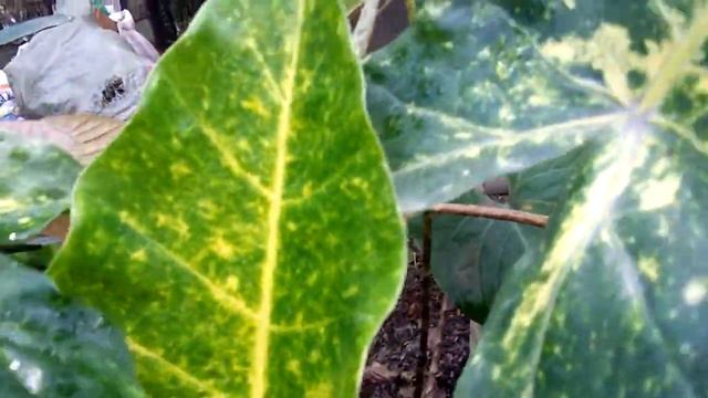Alocasia New Guinea Gold Or( Golden Alocasia)