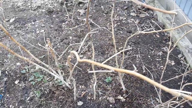 Обработайте Малину в Мае этим. Урожай ведрами обеспечен