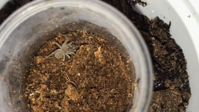 Liphistius cf. ornatus feeding. At last got a good look. смотреть онлайн