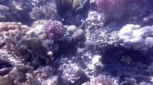 Подводный мир бухты Макади-бей