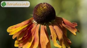 Цветы гелениум – посадка и уход; выращивание гелениума из семян; гелениум осенний