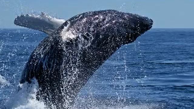 One Hour Of Whale Song And Ocean Waves / Meditation Music For Relaxation And Sleep