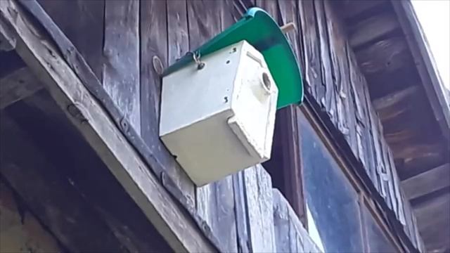 Синичник - скворечник для синиц. смотреть онлайн