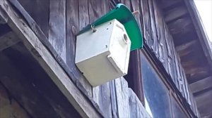 Синичник - скворечник для синиц.