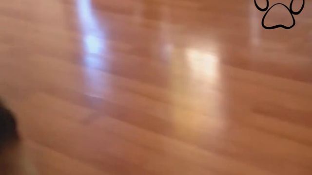 Maine Coon Cat / Мейн-кун смотреть онлайн