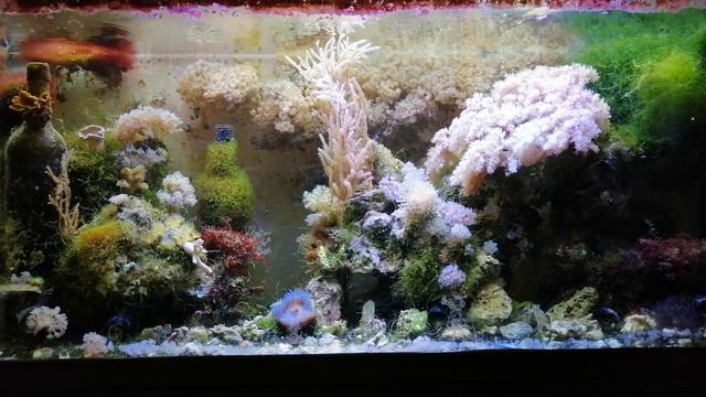 Завтра приезжают новые рыбасы...Рассуждения о стратегии приобретения рыб для морского аквариума смотреть онлайн