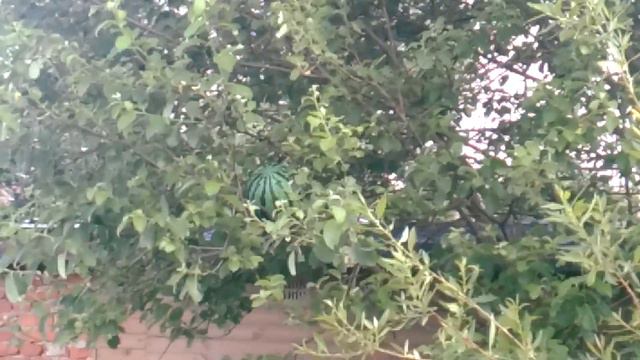 Арбуз на дереве смотреть онлайн