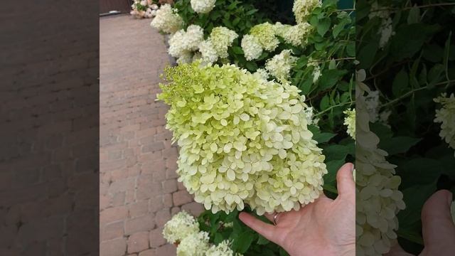 Гортензии, живая изгородь #садоксана #гортензии #малоуходовыйсад #живаяизгородьизгортензий смотреть онлайн