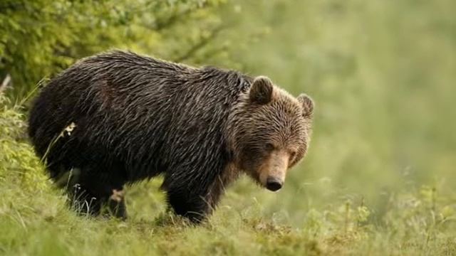 УДИВИТЕЛЬНЫЕ ФОТО ЖИВОТНЫХ ОТ АЛЕС ГОЛА смотреть онлайн