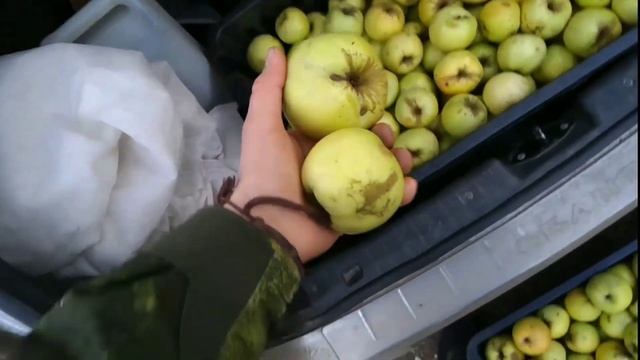 Продам штрифель и антоновку ПомиДом™ Зарайск смотреть онлайн