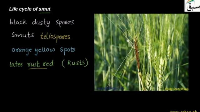 Life Cycle of Smut, Biology Lecture | Sabaq.pk смотреть онлайн
