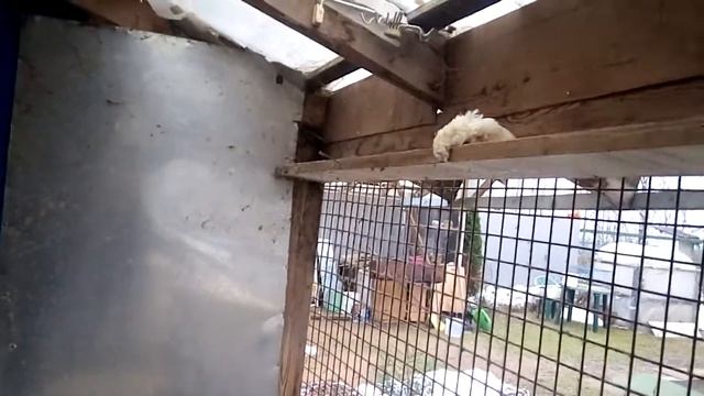 Лисичка Варя добытчица. смотреть онлайн