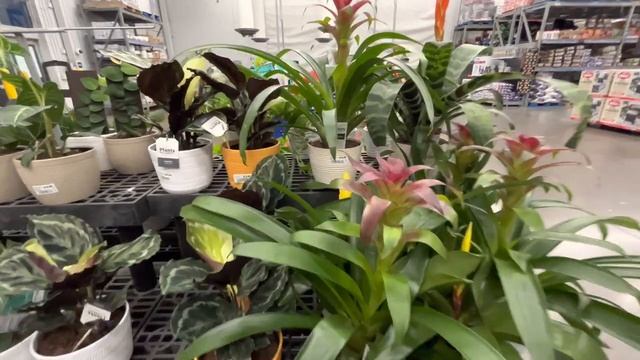 Plant Shopping At Lowe’s And  Walmart | Hoya Curtisii