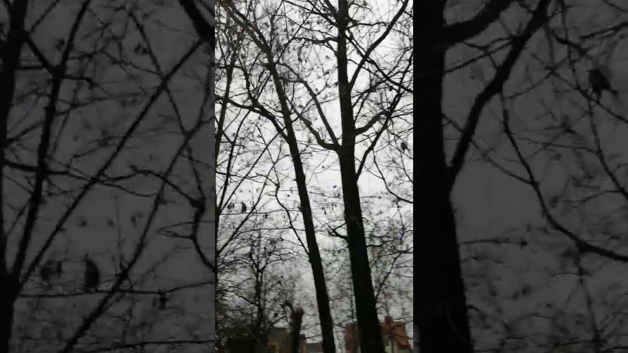 ВОПРОС: У ностальгии бывают последние волны? смотреть онлайн