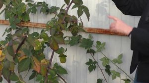 КАК ПРАВИЛЬНО ОБРЕЗАТЬ ЕЖЕВИКУ!