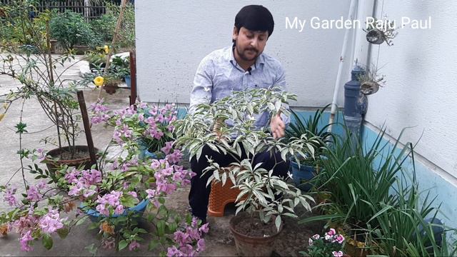 ভেরিগেটেড টগর ফুলগাছের যত্ন | গাছটি দেখতে কেমন | কত সাইজের টবে আছে | কতদিন ফুল হবে | My Garden смотреть онлайн