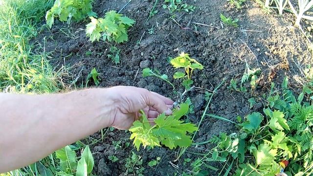 Уход за молодым саженцем винограда в первый год посадки. смотреть онлайн
