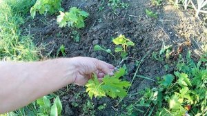 Уход за молодым саженцем винограда в первый год посадки.