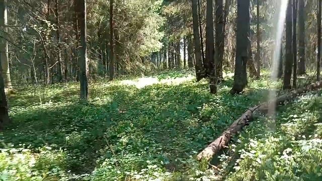 моё хозяйство/лес возле хозяйства/иду из леса смотреть онлайн