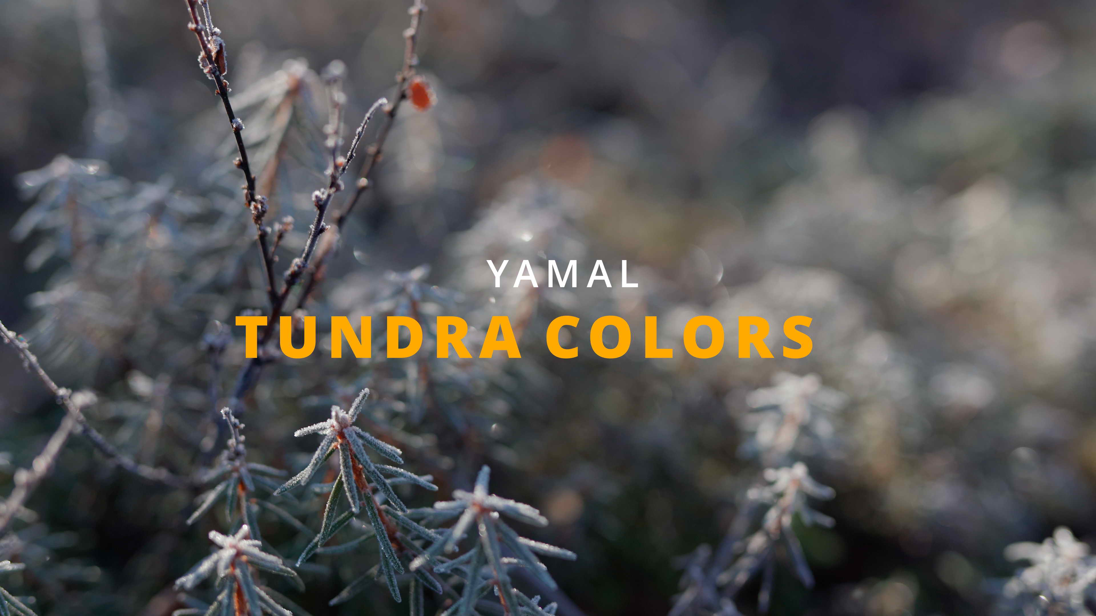 YAMAL TUNDRA COLORS смотреть онлайн