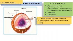 Цитология. Строение клетки: о чем не рассказывают в школе.