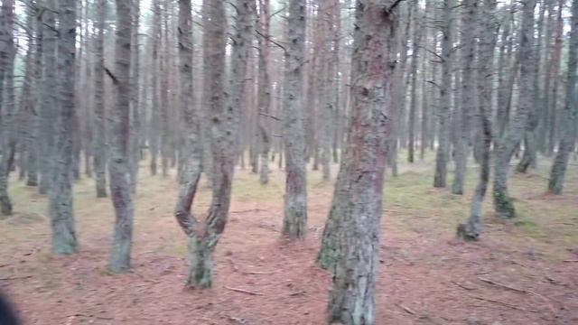 Калининград танцующий лес смотреть онлайн