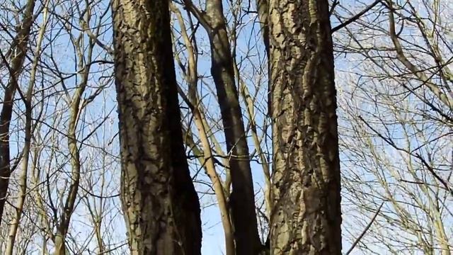 Помогите определить дерево!(бархат амурский, бархатное дерево) смотреть онлайн
