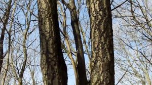 Помогите определить дерево!(бархат амурский, бархатное дерево)