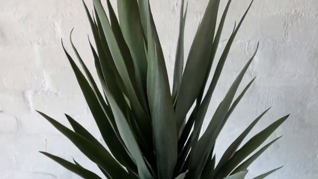 Artificial Yucca Plant смотреть онлайн