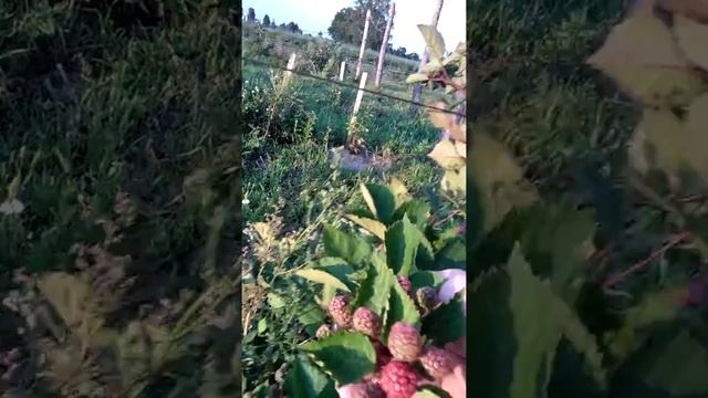 Ежевика сорт "Лохтей" второгодка. смотреть онлайн