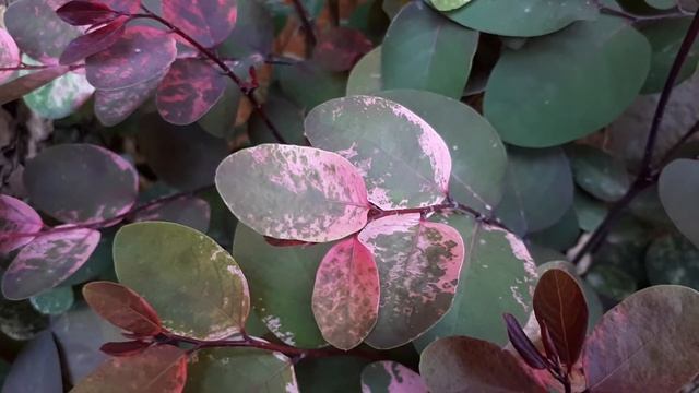 Breynia nivosa - grow & care смотреть онлайн