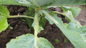 Капуста в бутылках растёт. Удобно, экономно, Урожайно!!!