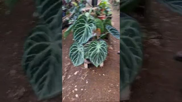 SALE ANTHURIUM & CALATHEA / ADMIN 081254474711 смотреть онлайн