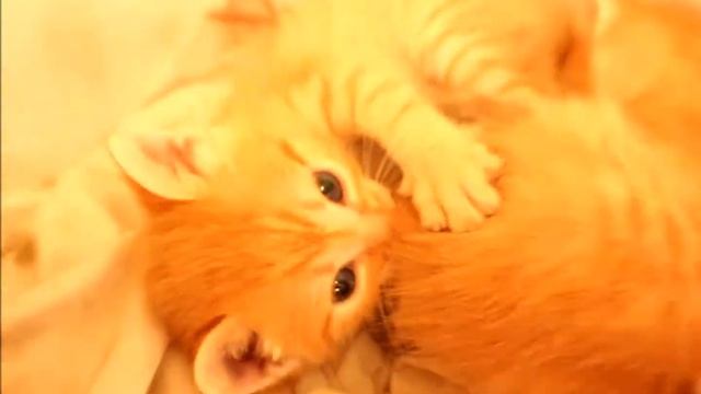 Отдам в добрые руки смотреть онлайн