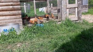 Краска для дерева своими руками. Шведский рецепт. Часть 1.